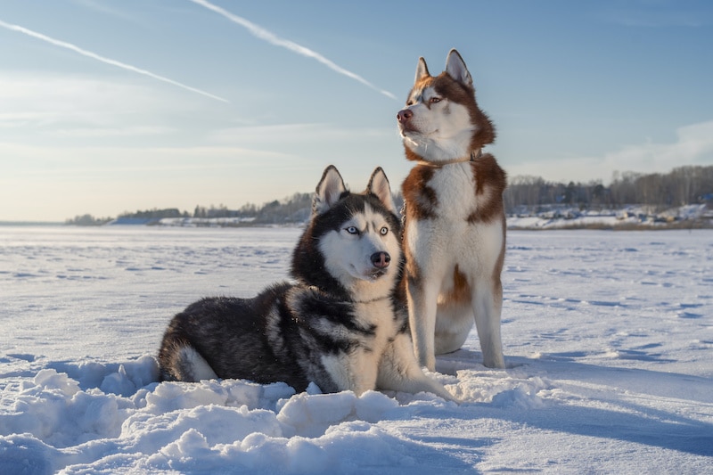 Pair of Siberian Husky dogs portrait on snow. Winter with blue sky.