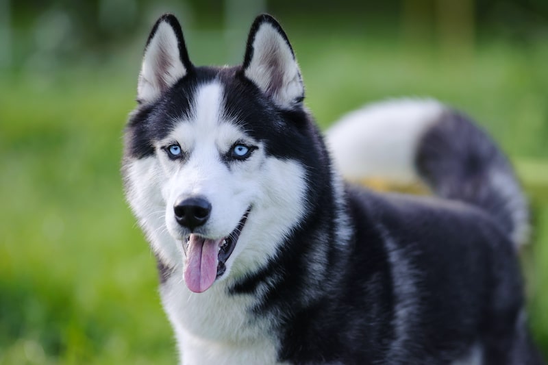 Siberian Husky dog with blue eyes outdoor in summer, closeup.