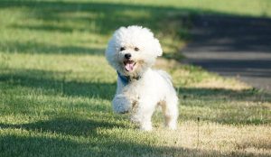 White Bichon dog running in park