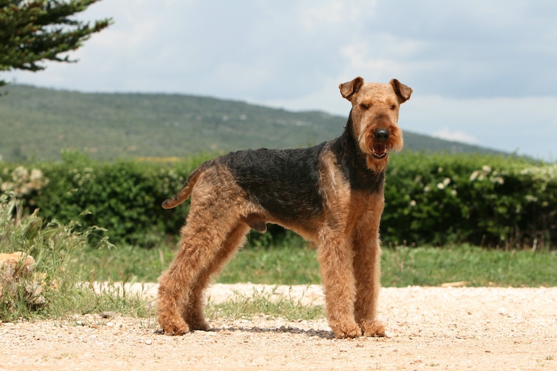 Adult Airedale Terrier dog standing outside with mountains in the background.