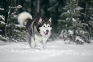 Alaskan Malamute walking in snow with trees in background.