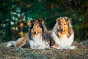 Two rough Collies lying in the park.