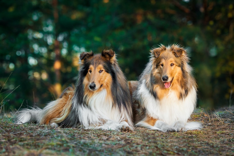 Two rough Collies lying in the park.
