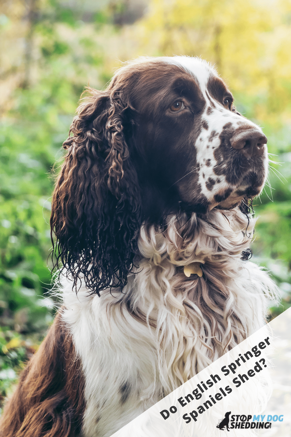 Do English Springer Spaniels Shed a Lot?