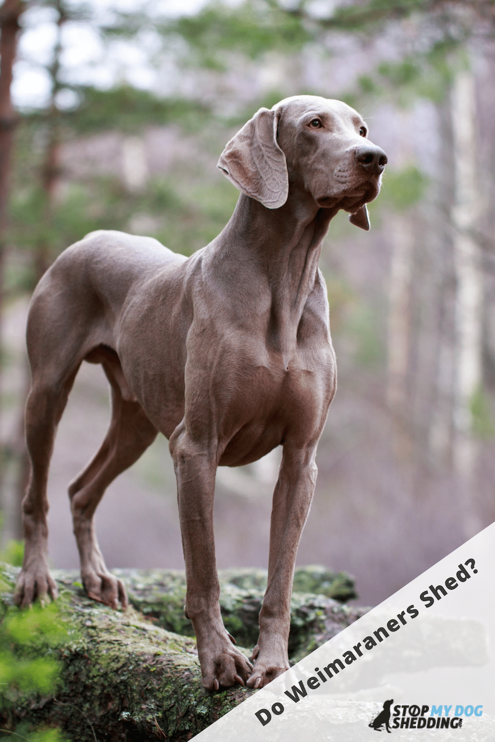 Do Weimaraners Shed Lots?