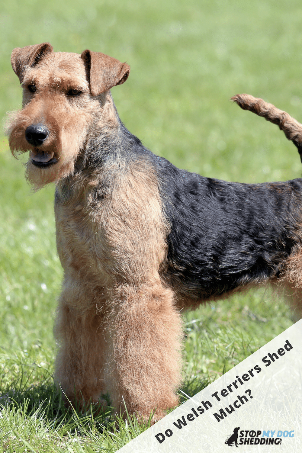 Do Welsh Terriers Shed Much? (Shedding Guide)