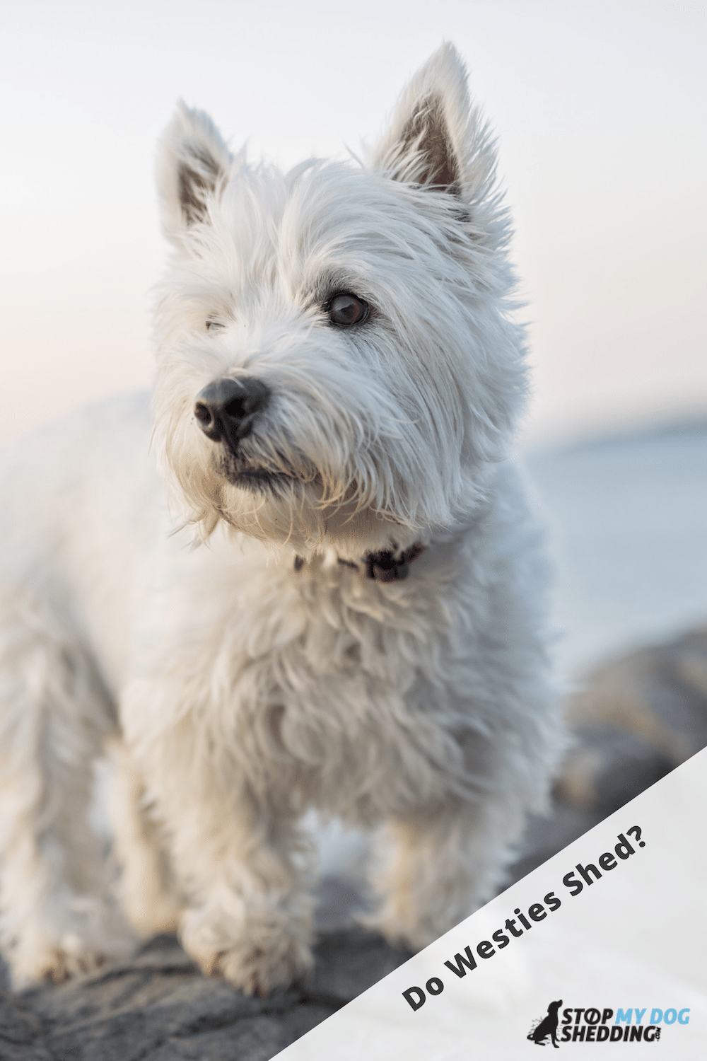 Do West Highland White Terriers Shed?