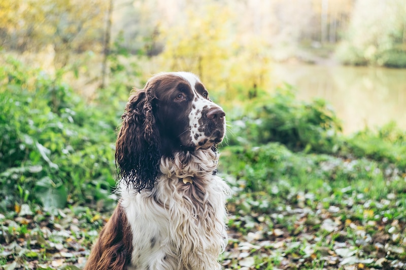 English springer spaniel sits in autumn forest. Beautiful brown and white dog hunter companion is waiting for the owners command.