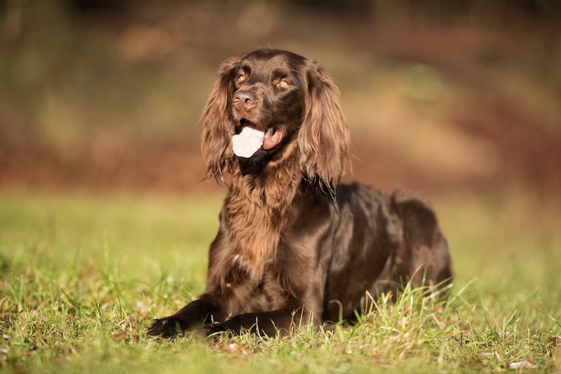 Pedigree brown German Longhaired Pointer dog outdoors on grass field on a sunny spring day.