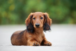 Longhaired Dachshund puppy posing outdoors.
