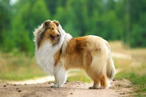 Rough collie standing outside with trees in background.