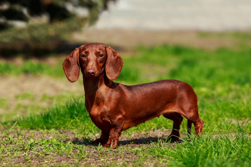 Smooth Coated Dachshund standing on green grass