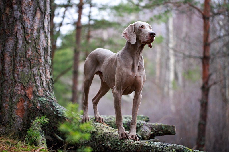 Portrait of a Weimaraner dog standing on a rock in the woods.