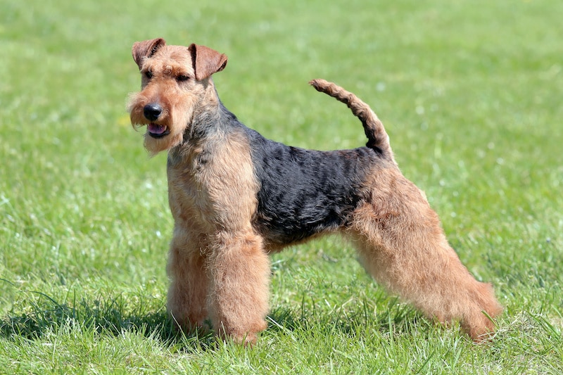 Typical Welsh Terrier standing on green grass