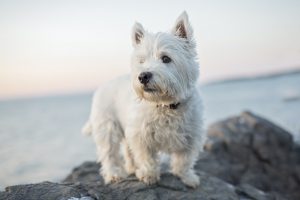 Westie dog breed standing on rock with water in background.