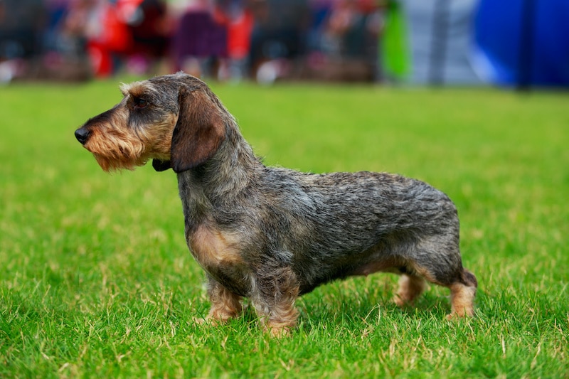 Wirehaired Dachshund stands on green grass at park.