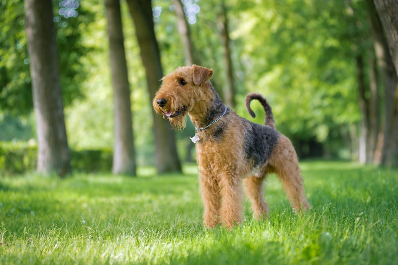 Airedale Terrier stands in a rack on the grass in the alley of trees.