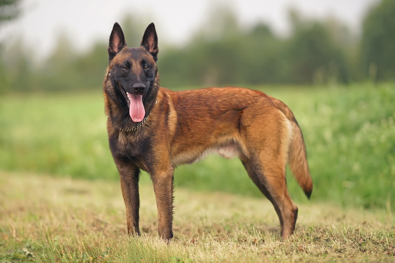 Happy young Belgian Malinoi dog with a chain collar staying outdoors on a green grass in summer.