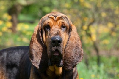 Do Bloodhounds Shed Lots? (Shedding Guide) - Stop My Dog Shedding