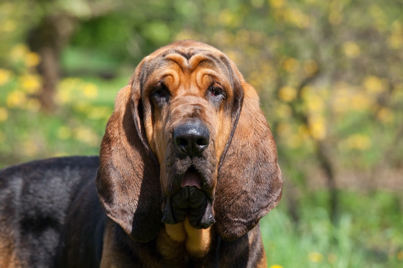 Black and tan Bloodhound outdoors.