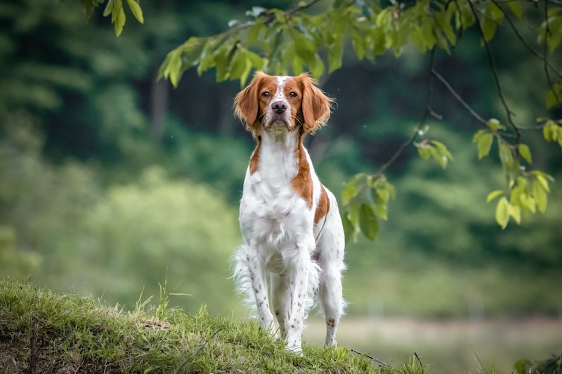 Close up portrait of Brittany spaniel female dog standing in park.