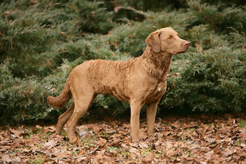 Portrait of typical Chesapeake Bay Retriever dog in the forest