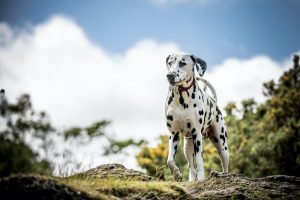 Dalmatian dog standing on green grass with trees in background.