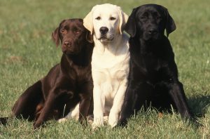 Chocolate, White and Black Labrador dogs sitting next to each other.