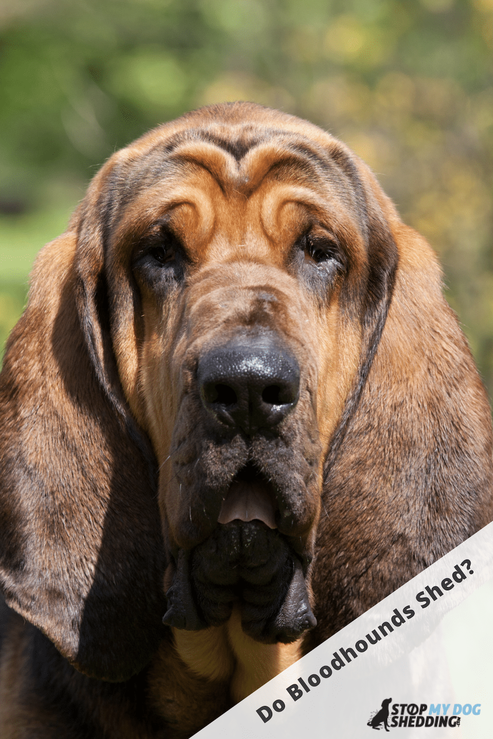 Do Bloodhounds Shed Lots? (Shedding Guide)