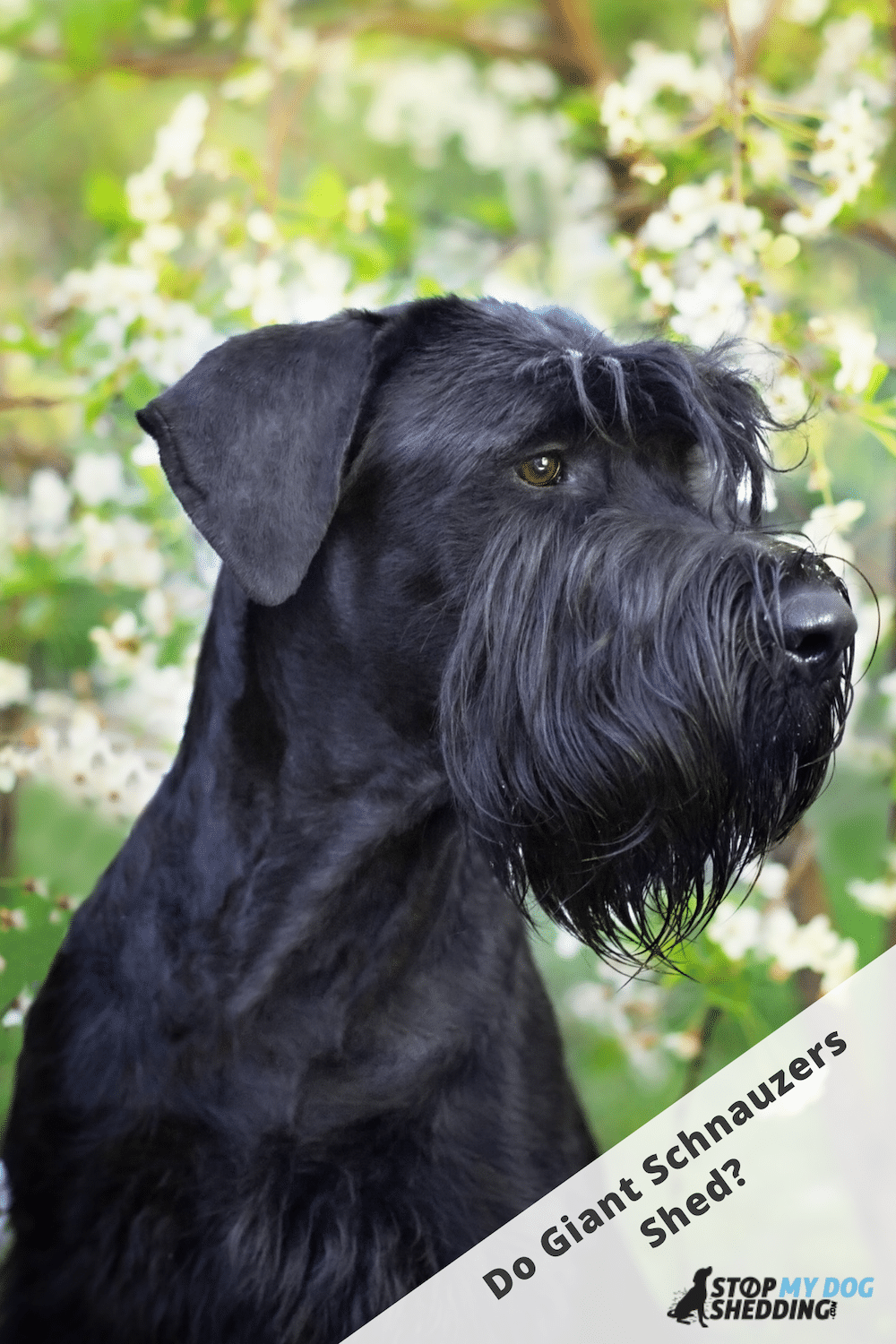 Do Giant Schnauzers Shed Much?