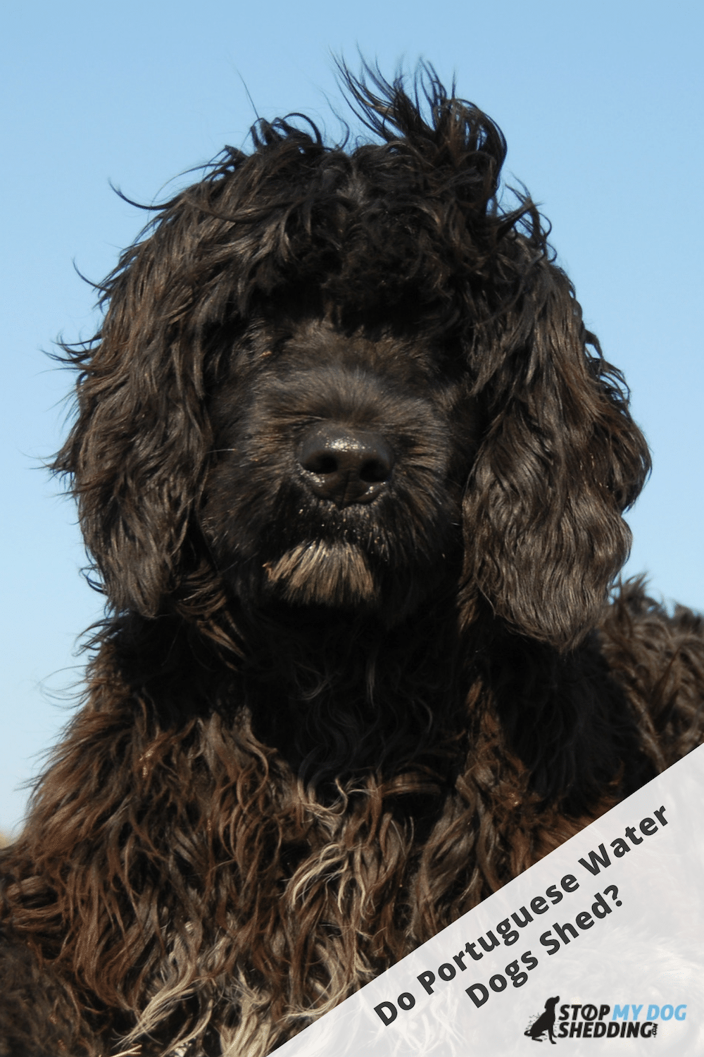 Do Portuguese Water Dogs Shed? (Portie Shedding)