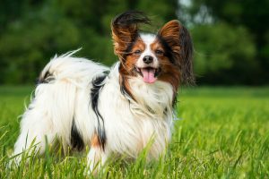 Papillon dog standing in long green grass with trees in background.