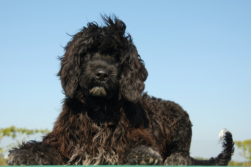 Portuguese Water Dog laying down on a green table with blue sky in background.
