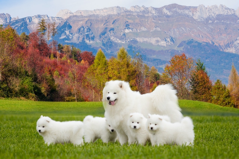 Portrait of Samoyed dog with puppies on beautiful landscape.