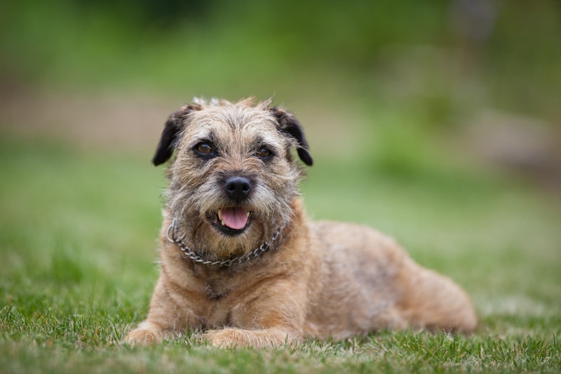 Border Terrier laying on grass.