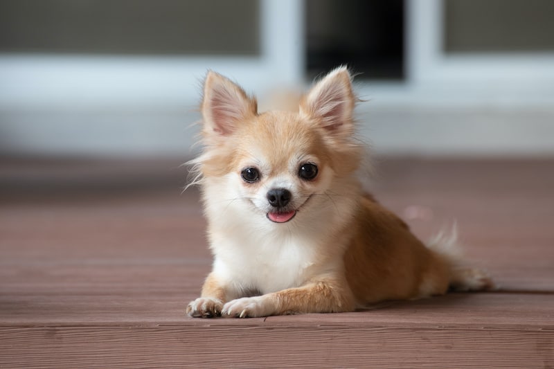 Chihuahua laying on timber floor.
