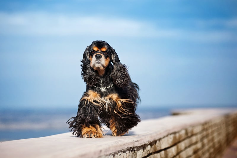 Cocker Spaniel walks on elevated path with blue sky in background.