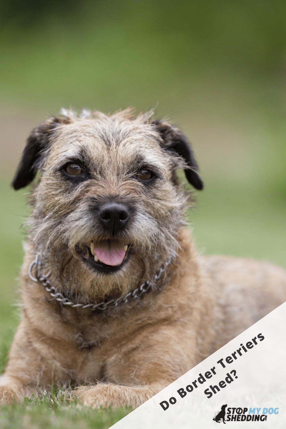 Do Border Terriers Shed? (Shedding Guide)