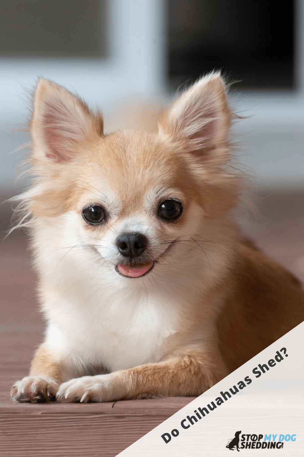 Do Chihuahuas Shed Lots? (Chi Shedding Guide)