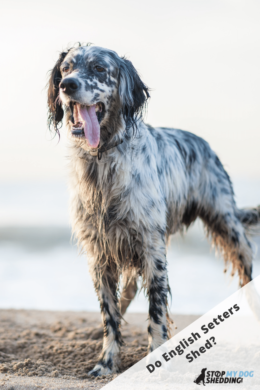 Do English Setters Shed Lots?