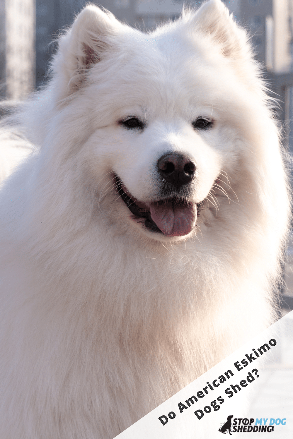 American Eskimo Dog Shedding - What to Expect!
