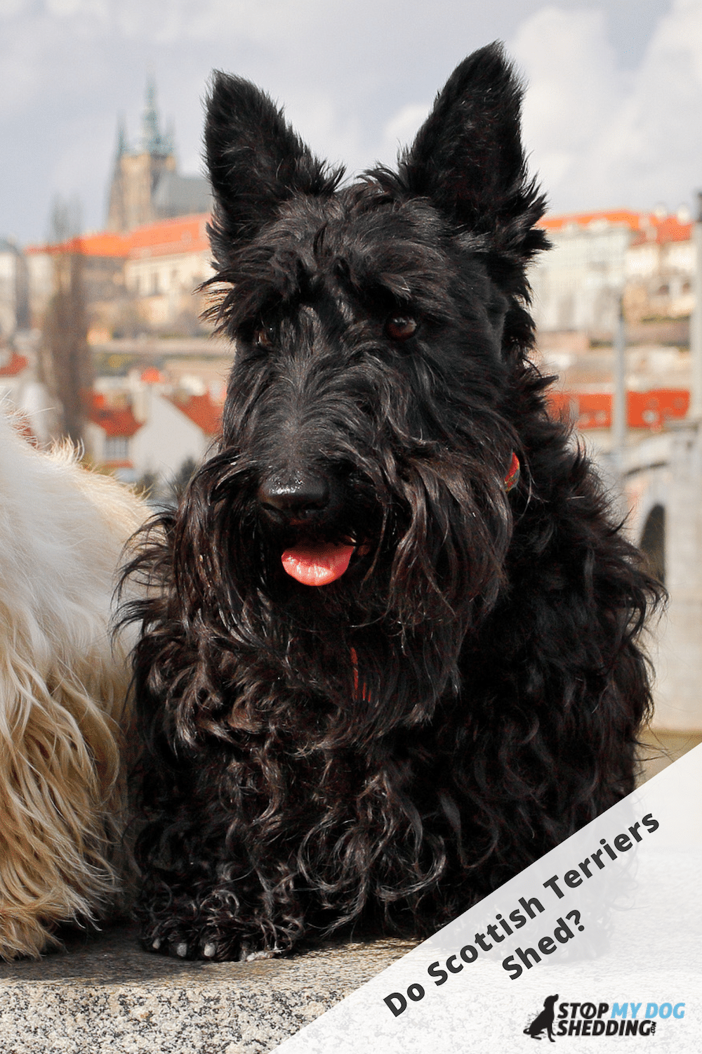 Do Scottish Terriers Shed Lots? (Scottie Shedding)