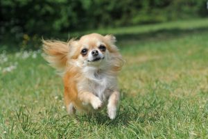 Longhaired Chihuahua running outside.