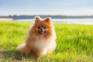 Pomeranian puppy sitting on green grass with water and trees in background.
