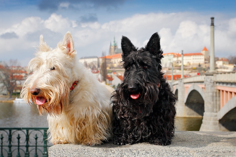 Pair of black and white Scottish Terriers sitting on bridge in Europe with a castle in the background.