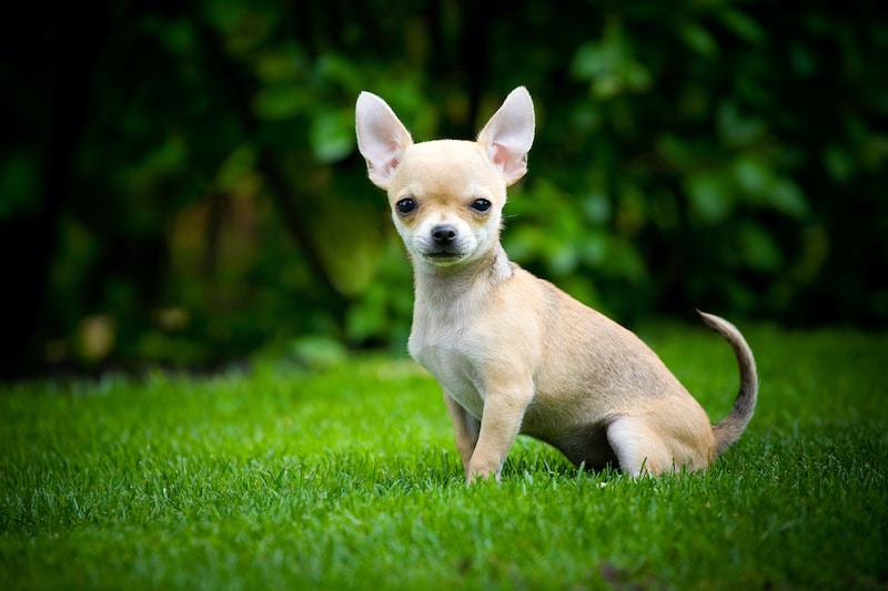 Shorthaired Chihuahua sitting on grass outside.