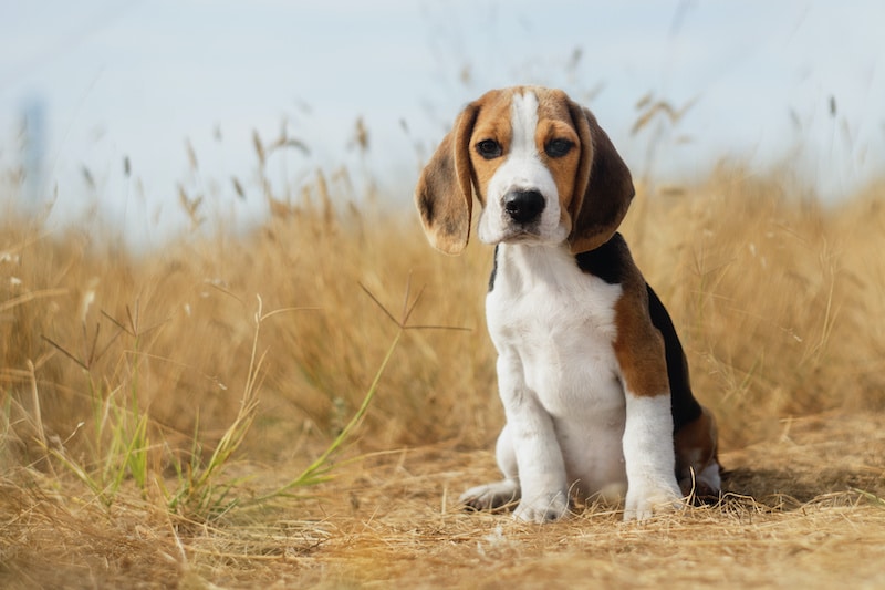 Beagle puppy sitting on brown grass
