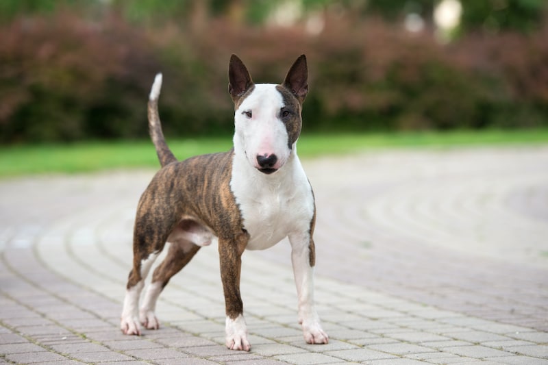 Beautiful Bull Terrier dog standing in the park.