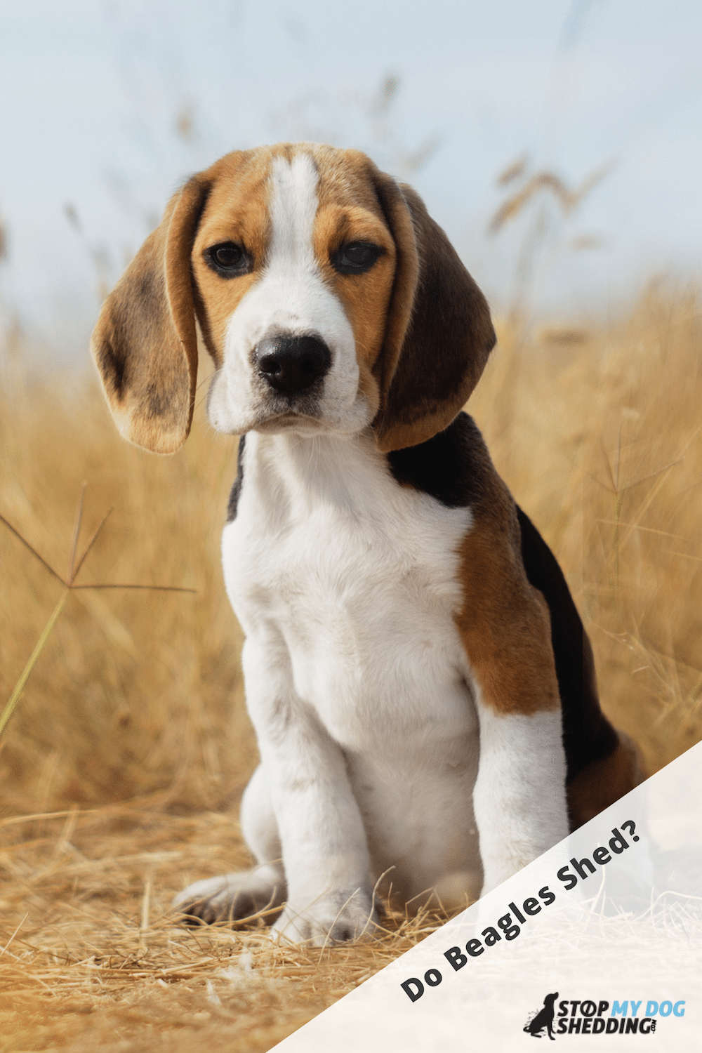 Do Beagles Shed Much? (Shedding Guide)