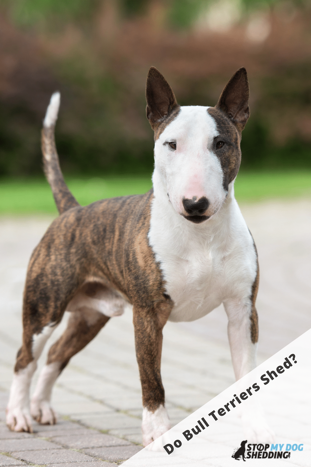Do Bull Terriers Shed Much?